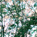 morning dew / Masafumi Teruyama