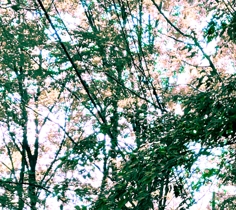 morning dew / Masafumi Teruyama