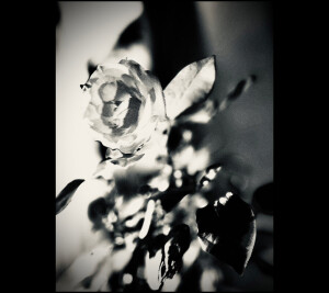 MYTH / Nobuhiro Okahashi